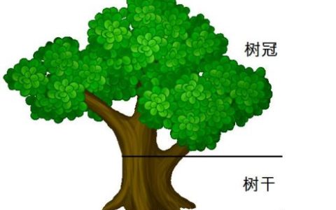 树冠读音（树冠的正确读音是什么）