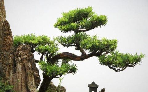 松树的特点是什么？松树的用途和作用