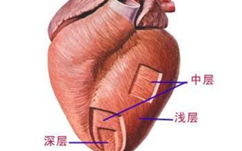 心壁的结构（心壁的结构由内向外）