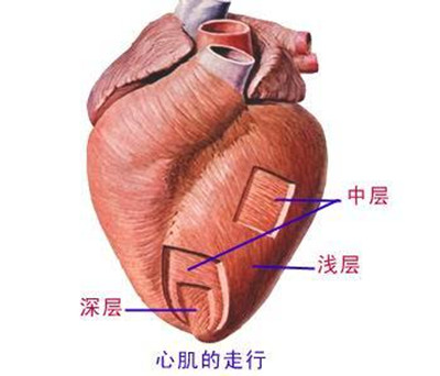 心壁的结构（心壁的结构由内向外）