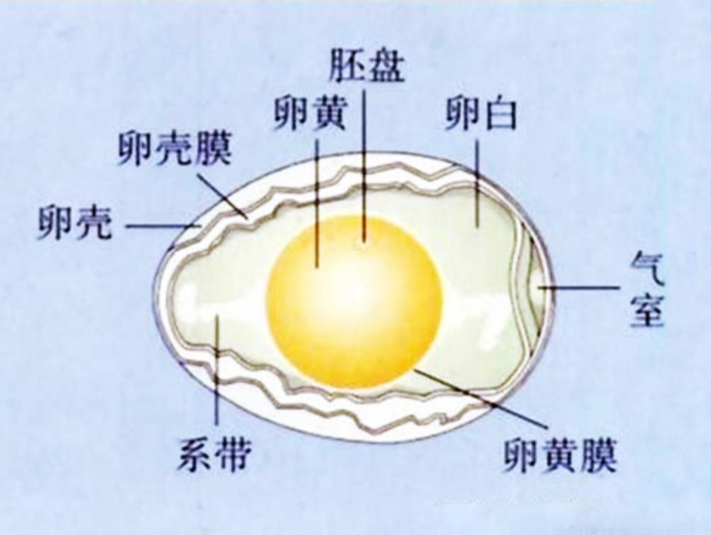 鸡蛋的内部结构（鸡蛋的结构）