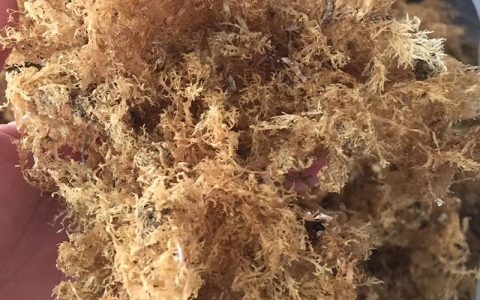 海石花是什么（海石花是什么植物）