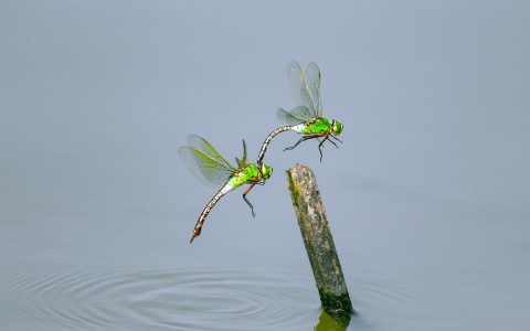 蜻蜓的寿命（蜻蜓的寿命是多少天）