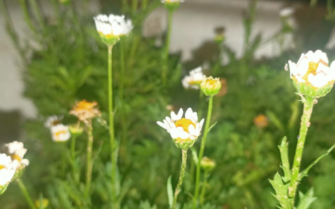 小雏菊的寓意（小雏菊寓意和象征）