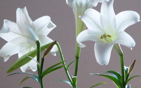 什么花的花语是友谊（代表友谊的花是什么花）