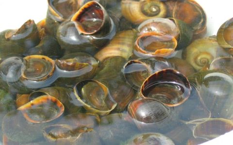 田螺福寿螺(田螺福寿螺怎么区分)