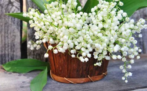 铃兰花语是什么？铃兰花的传说