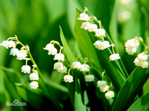 铃兰花语是什么？铃兰花的传说