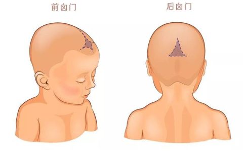 囟门怎么读（囟门是什么意思）