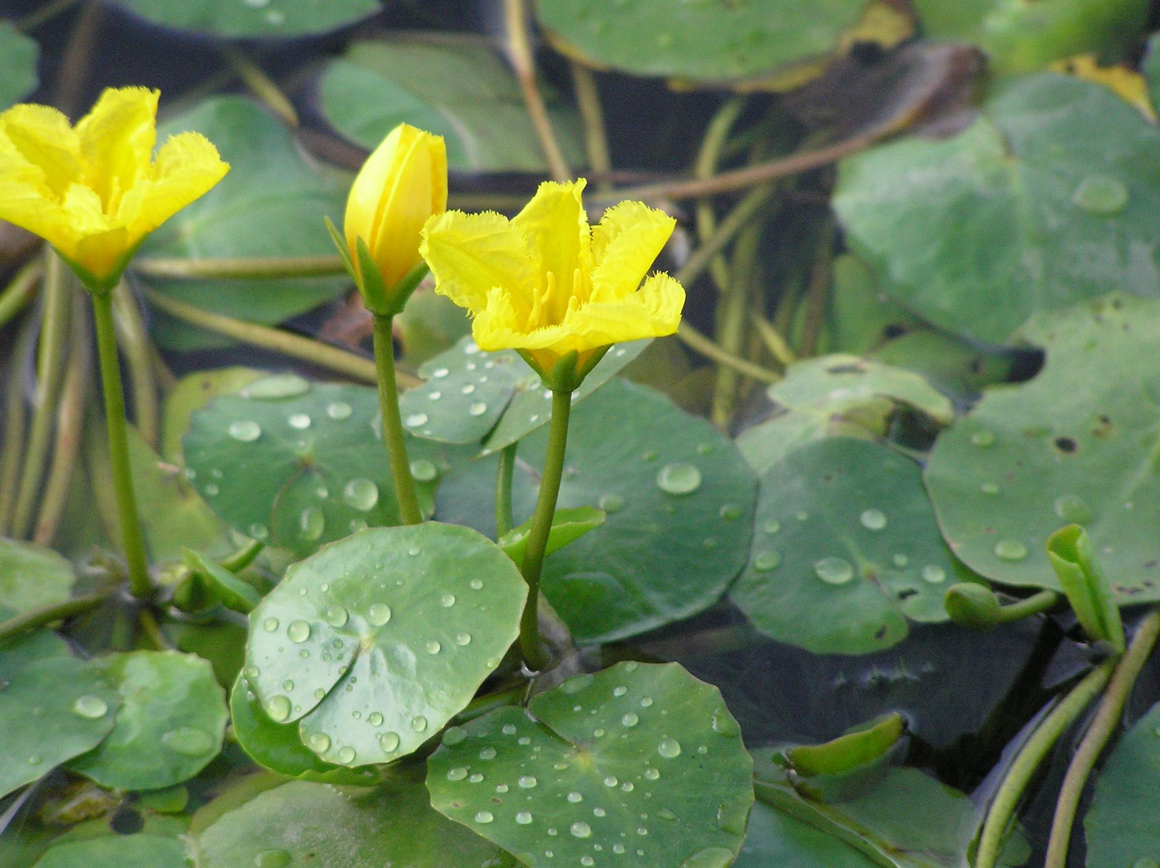 芼怎么读（左右芼之什么意思）