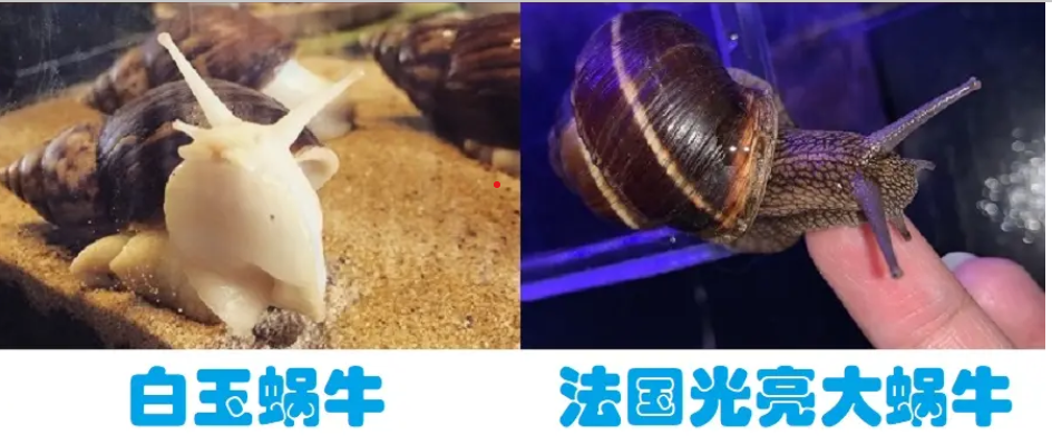 蜗牛怎么养殖，喜欢吃什么？