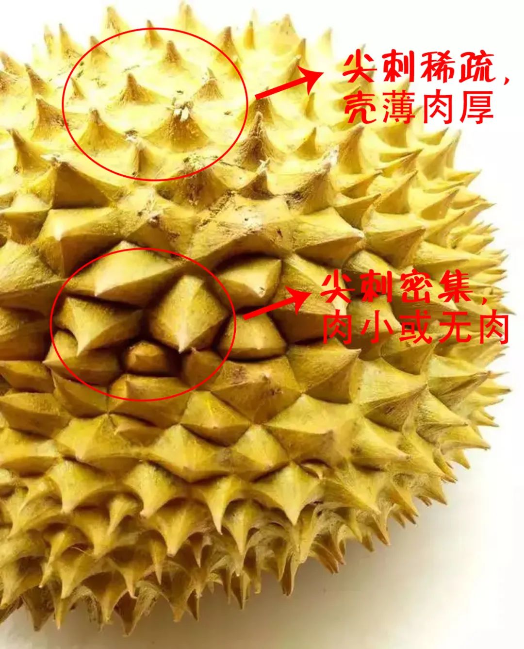 榴莲买什么样的好（怎样挑选榴莲）