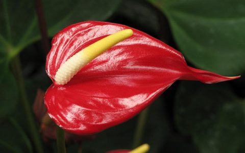 安祖花是什么（安祖花和红掌的区别）