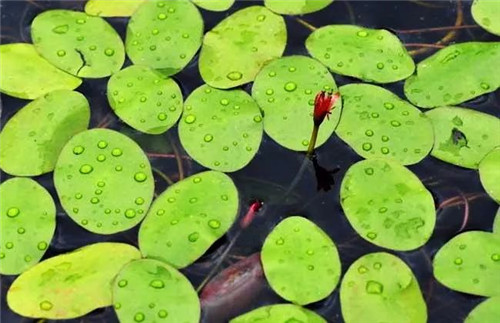 莼怎么读（莼菜是什么）