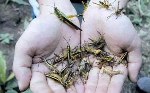 蝗灾来袭 蝗虫能吃吗?