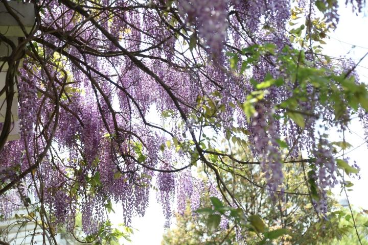 紫藤花寓意及花语（紫藤花代表什么意思）