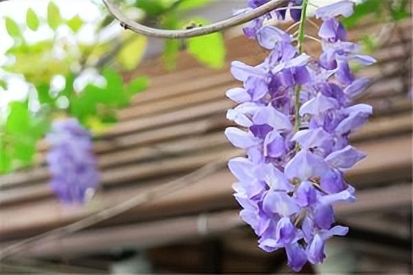紫藤花寓意及花语（紫藤花代表什么意思）
