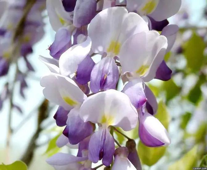 紫藤花寓意及花语（紫藤花代表什么意思）