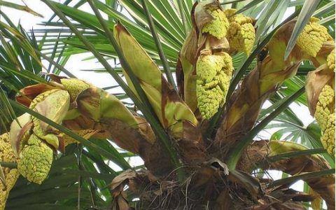 棕榈怎么读(棕榈是什么植物)