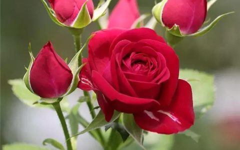 鲜花可以保存多长时间（买的鲜花如何保鲜）