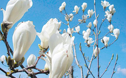 白玉兰开花时间（玉兰花啥时候开花）