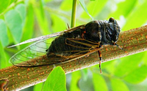 蝉的别称(蝉被称为什么)