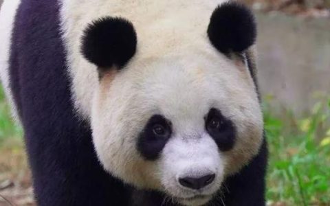 大熊猫的外形，大熊猫的外形特点有哪些？