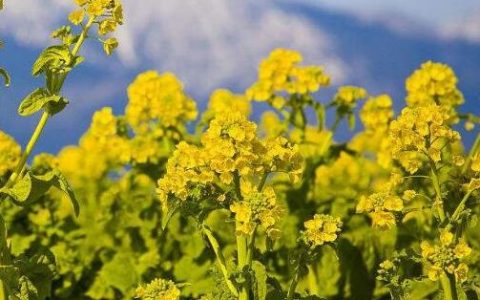 油菜花什么时候开？油菜花观赏地