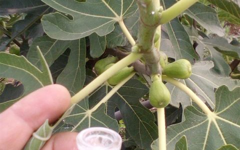 无花果树白色汁液的作用（无花果白色汁液有什么用）