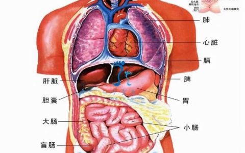 五脏六腑指的是什么？五脏六腑各有什么功能