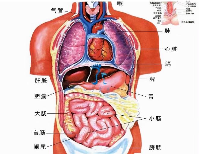 五脏六腑指的是什么？五脏六腑各有什么功能