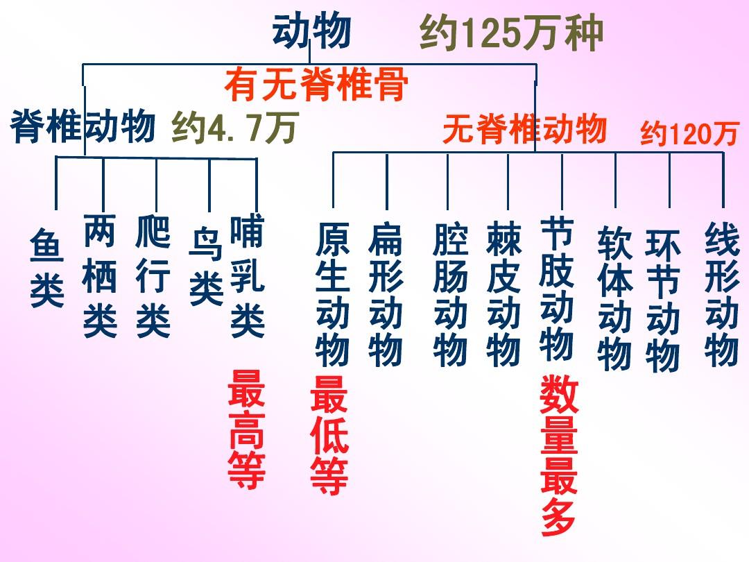 鱼属于动物吗（鱼是不是属于动物）