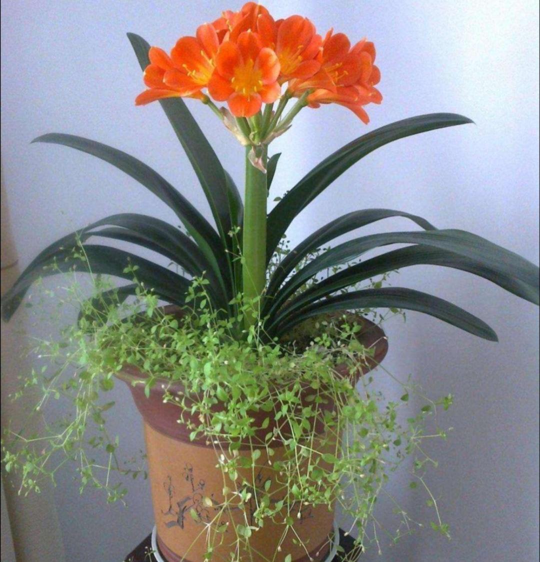 君子兰开花夹箭怎么办（君子兰用什么肥料最好）