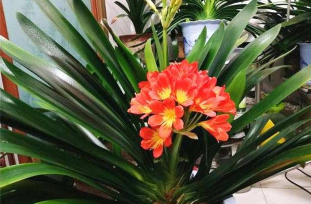 君子兰开花夹箭怎么办（君子兰用什么肥料最好）