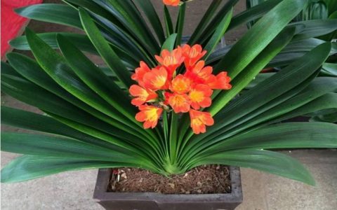 君子兰开花夹箭怎么办（君子兰用什么肥料最好）