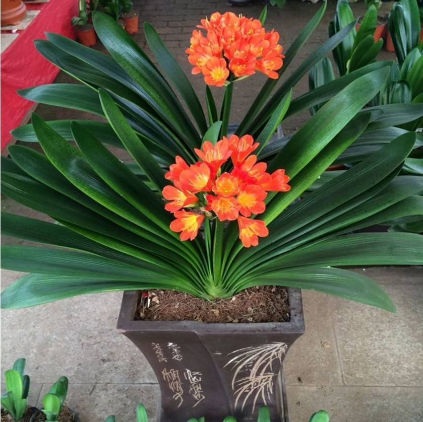 君子兰开花夹箭怎么办（君子兰用什么肥料最好）