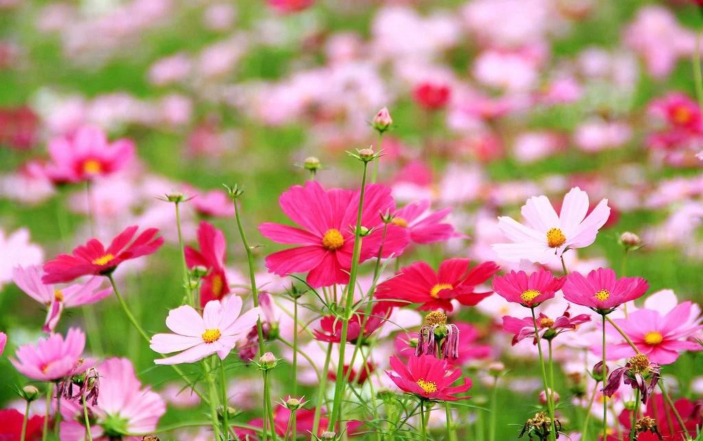 格桑花的种植方法（格桑花是什么花）