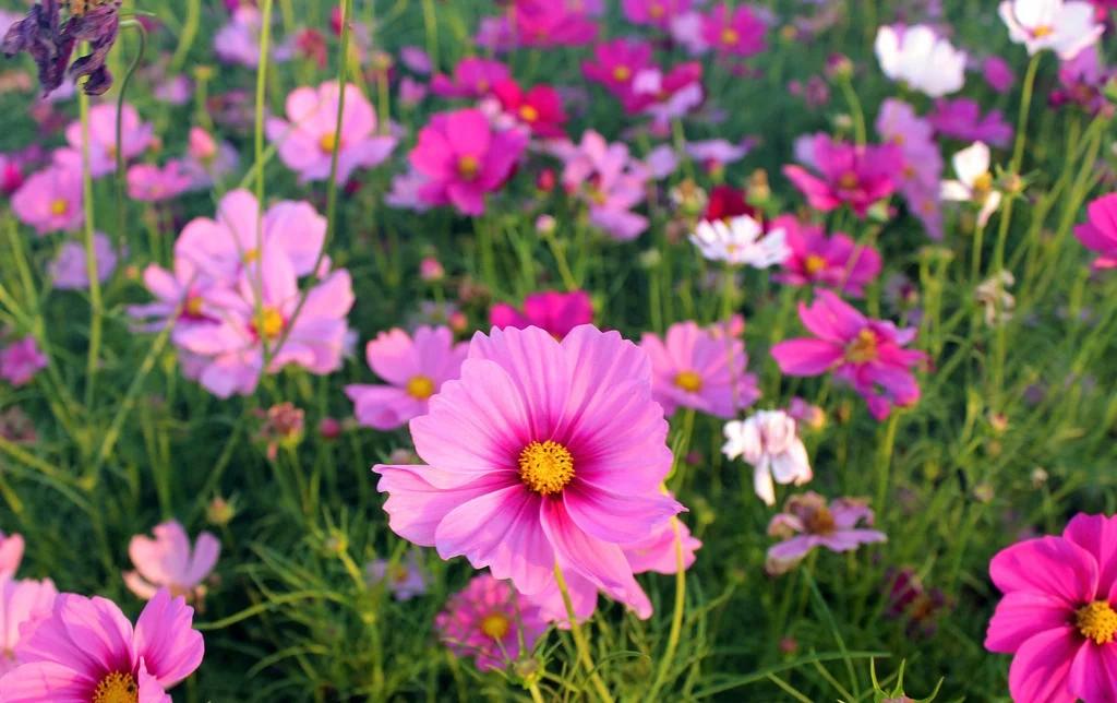 格桑花的种植方法（格桑花是什么花）