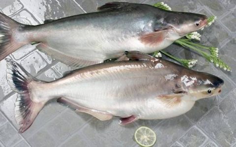 湄公鱼是什么鱼（湄公鱼是海鱼还是河鱼）