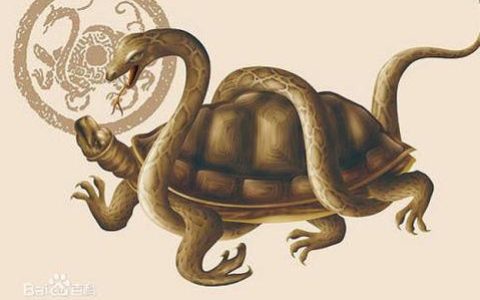 玄武是什么动物？四大神兽中的玄武是什么