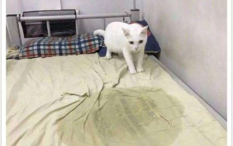 猫尿被子上怎样清洗（猫尿被子怎么洗掉）