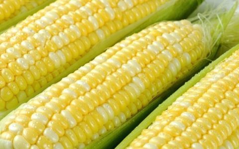 水果玉米是转基因食品吗（水果甜玉米是不是转基因玉米）