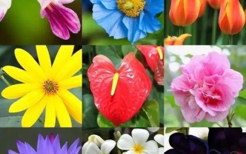 为什么花是五彩颜色的（花的颜色代表什么意思）
