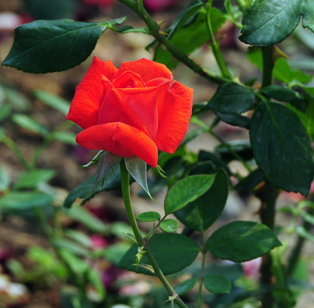 月季花寓意（月季花的特点）