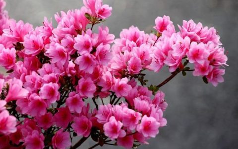 杜鹃花几月份开（杜鹃花有几种颜色）