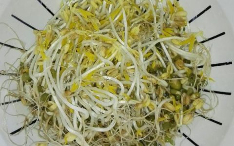 豆芽是蔬菜类吗（豆芽是豆类还是蔬菜类）