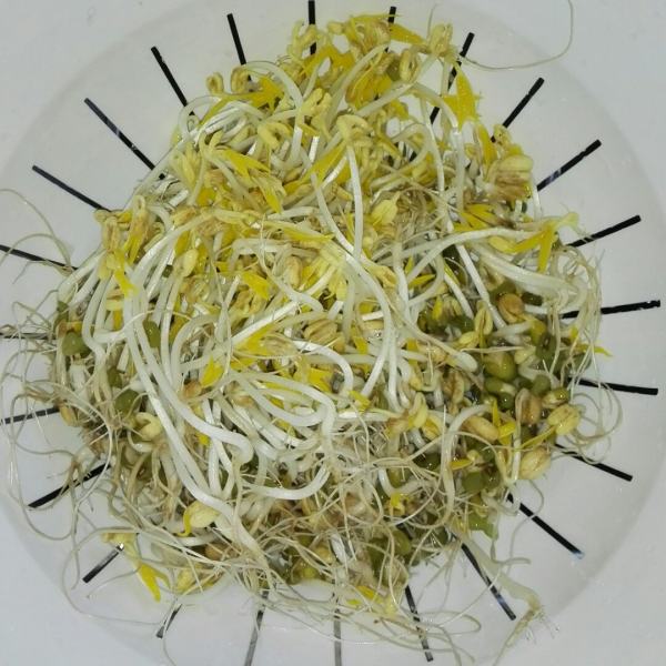 豆芽是蔬菜类吗（豆芽是豆类还是蔬菜类）
