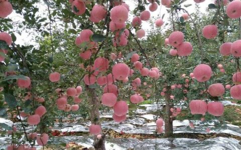 苹果季节是哪几个月(苹果的季节是几月)
