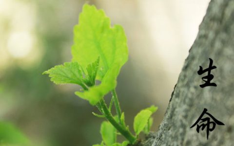 期望是什么意思（期望和希望的区别）
