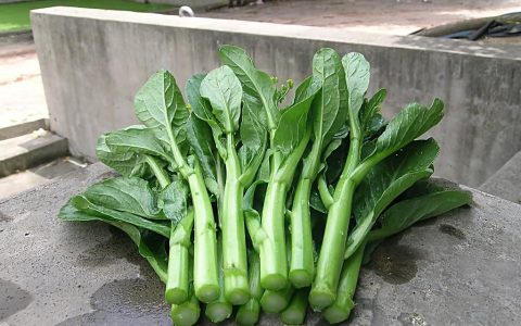 菜心在北方叫什么（南方菜心是什么菜）